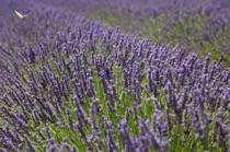 Butterfly and lavender, Plateau de Valensole, by marcorossimusic