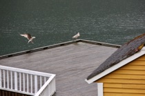 Don't run away from me, Sognefjord, Norway, by marcorossimusic