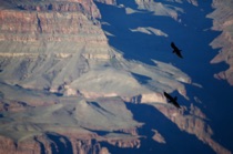 Gran Canyon ravens, by marcorossimusic