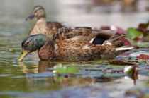 Lisbon duck, by marcorossimusic