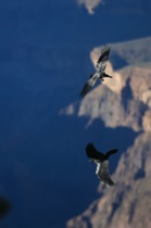 Ravens in flight, Gran Canyon, Arizona, by marcorossimusic