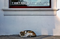 The cat sleeps at the art gallery, Naoussa, Paros, Greece, by marcorossimusic