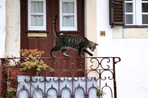 Cat on the railing, Lisboa, by marcorossimusic