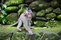 Small macaque, Ubud, Bali, by marcorossimusic