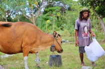 Cow and its Cow Sitter, Nusa Lembongan, Bali, by marcorossimusic