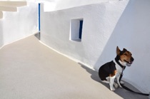 Dog, Santorini, Greece, by marcorossimusic