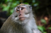 Macaque, Ubud, Bali, by marcorossimusic