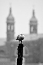 Seagull, Venezia, by marcorossimusic