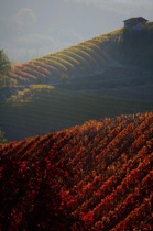 Rows game, Langhe, by marcorossimusic