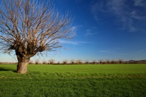The soloist, Piacenza region, by marcorossimusic The soloist, Piacenza region, by marcorossimusic