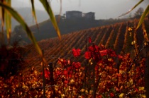 Vine leaves in fall, Langhe, by marcorossimusic