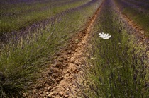 Solo-flower, Buoux, Provence, by marcorossimusic