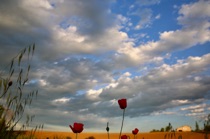 Poppies to the Clouds, Piacenza Hills, by marcorossimusic