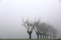Blurred trees row, Pianura Padana, by marcorossimusic