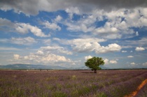 The soloist, Plateau de Valensole, by marcorossimusic