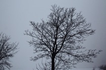 Tree in winter, Pianura Padana, by marcorossimusic
