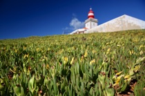 Oily grass, Cabo da Roca, Portugal, by marcorossimusic