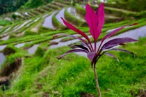 Plant of Bali, by marcorossimusic