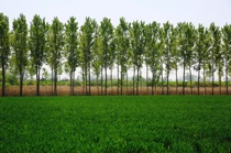 Poplars 2, Pianura Padana, marcorossimusic