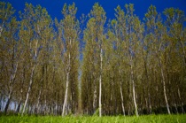 Poplars 3, Pianura Padana, by marcorossimusic
