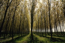 Poplars, Pianura Padana, by marcorossimusic