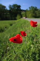 Poppies near the road, Piacenza Hills, by marcorossimusic