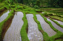 Rice cultivation, Bali, by marcorossimusic