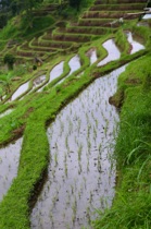 Terraced cultivation, Bali, by marcorossimusic