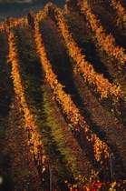 Vine rows in fall, Langhe, by marcorossimusic Vine rows in fall, Langhe, by marcorossimusic
